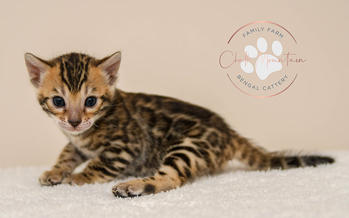 Bengal kitten for sale